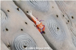 Empereur shrimp on sea cucomber. kalabahi bay, Alor archi... by Gilles Brignardello 